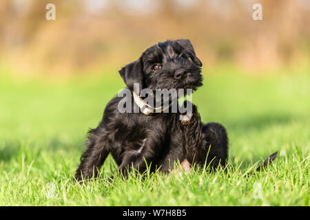 Standard schnauzer Welpen setzt sich auf die Wiese und Kratzer selbst hinter dem Ohr Stockfoto