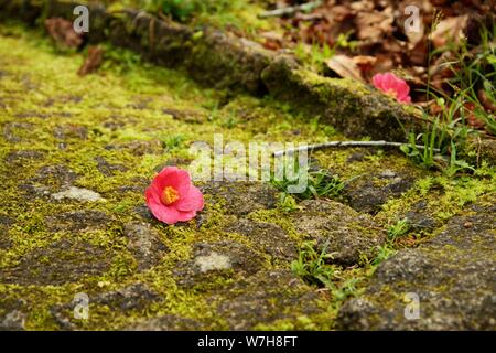 Weiter Sie nach Lissabon finden Sie Sintra, das berühmt ist für seine Burg Palácio Nacional da Pena den Gärten ist Stockfoto