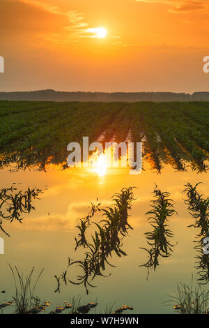 Überflutet junge maisfeld Plantage mit beschädigten Kulturen im Sonnenuntergang nach schweren Regenzeit, dass der Ertrag von Kulturpflanzen auswirken wird Stockfoto