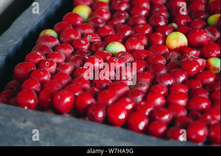 Roh- und Frische rote Bohnen closeup Stockfoto