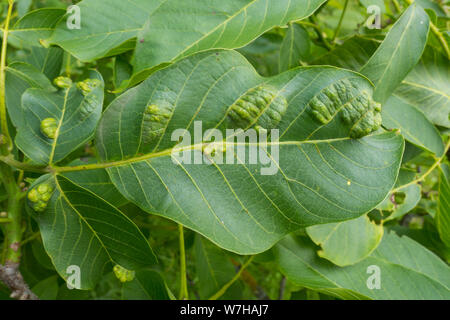 Schäden am Nussbaum Blätter durch die Walnuss gall Milbe (Phytotus tristriatus) Stockfoto