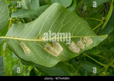 Schäden am Nussbaum Blätter durch die Walnuss gall Milbe (Phytotus tristriatus) Stockfoto