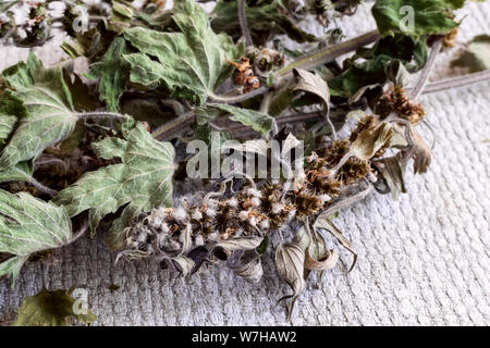 Wertvolle Heilpflanze - motherwort mit getrockneten Blüten und Blätter auf einem weißen Hintergrund. Stockfoto