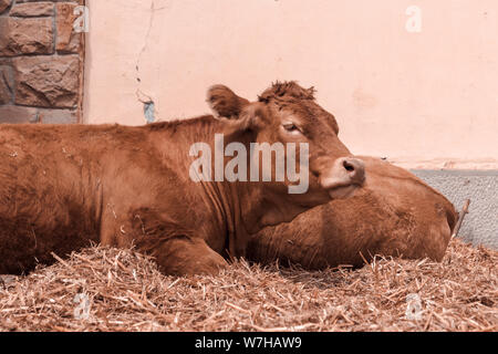 Red Holstein Friesische Kuh auf Vieh Molkerei, Haustiere Tierhaltung Stockfoto