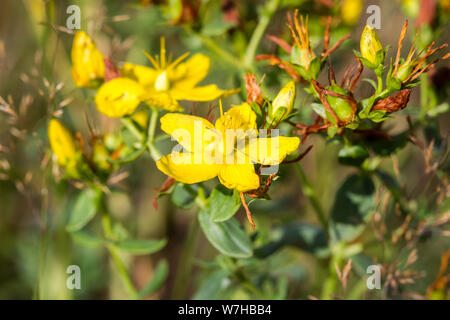 Hypericum perforatum (bernsteinfarben/Echtes Johanniskraut) Stockfoto