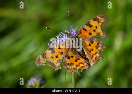 Lepidoptera Polygonia c-Album (Komma butterfly / Schmetterling C-Falter) Stockfoto