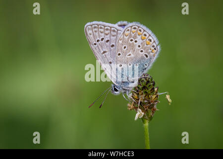 Lepidoptera Euplagia quadripunctaria (Common blue butterfly / Schmetterling Hauhechel-Bläuling) Stockfoto