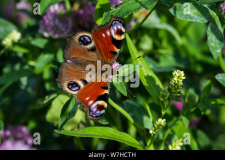 Lepidoptera Nymphalis io (tagpfauenauge/Schmetterling Tagpfauenauge) Stockfoto