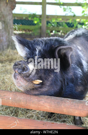 Schwein an Spitalfields Stadt Hof, eine urbane Oase in der Nähe von nervös, Brick Lane, East London, UK Stockfoto