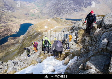 Wanderer, die Kriechen, auf Y Gribin ridge Route zu Glyder Fach in den Bergen von Snowdonia National Park über Ogwen, Conwy, North Wales, UK, Großbritannien Stockfoto