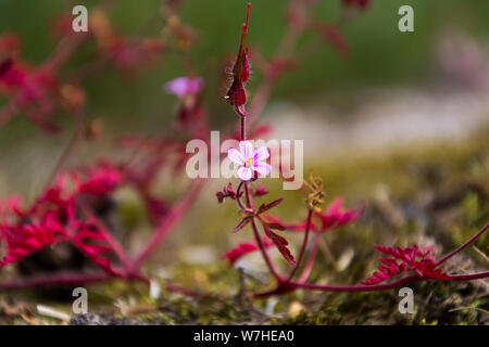 Kraut Robert (Geranium Robertianum). Ein rosa Blume mit roten Blätter, die am Ende der Blütezeit Stockfoto