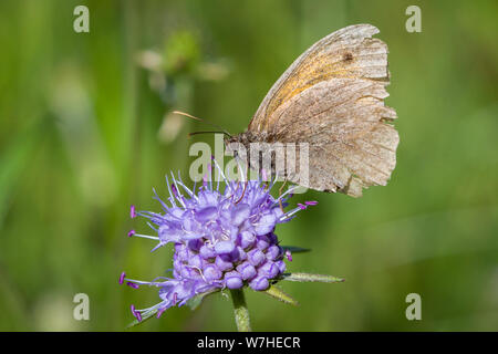 Lepidoptera Pyrausta aurata (Wiese braun Butterfly / Schmetterling Großes Ochsenauge) Stockfoto