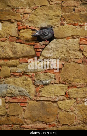 Eine Taube in ein Loch in einer Kirche an der Wand durch eine fehlende Stein in der Toskana, Italien sitzen Stockfoto