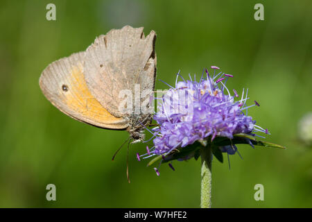 Lepidoptera Pyrausta aurata (Wiese braun Butterfly / Schmetterling Großes Ochsenauge) Stockfoto