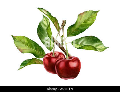 Cherry Früchte Ast mit Blätter Zusammensetzung realistische Botanischen Aquarell Abbildung: Zwei ganze süß sauer Reif saftig isoliert clipart Hand Stockfoto