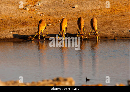 Herde von Impalas trinken am Chudob Wasserloch, Etosha Nationalpark, Namibia Stockfoto