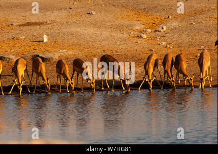 Herde von Impalas trinken am Chudob Wasserloch, Etosha Nationalpark, Namibia Stockfoto