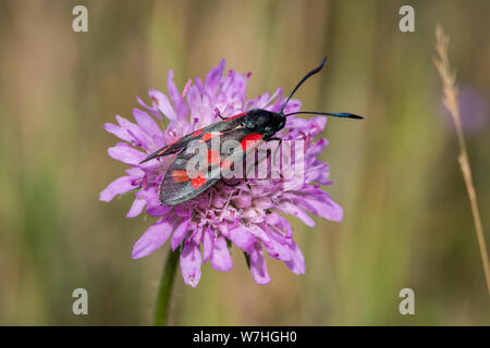 Lepidoptera (Zygaena Filipendulae six-Spot verbrannt Motte/Sechsfleck-Widderchen Motte) Stockfoto
