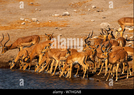 Herde von Impalas trinken am Chudob Wasserloch, Etosha Nationalpark, Namibia Stockfoto