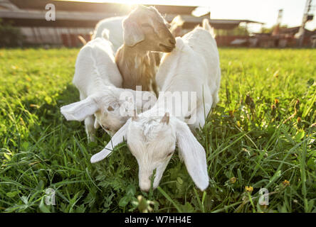 Drei ziegen Zicklein Beweidung auf Frühling Gras, starke Sonne Hintergrundbeleuchtung über Bauernhof im Hintergrund, breite niedrigen Winkel Foto Stockfoto