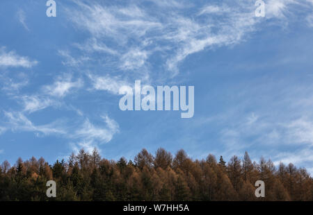 Winter sky (Platz für Text) mit wenigen Zirren über nadelbäume Tops. Stockfoto