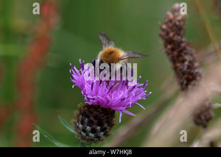 Gemeinsame carder (Bombus pascuorum) Biene auf einer lila Distel (Cirsium) Blüte Stockfoto