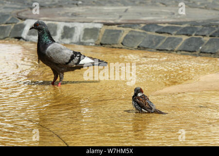 Der Spatz ist das Baden im Wasser während der heißen sonnigen Tag. Er will ihn abkühlen. Die Taube ist zu beobachten. Stockfoto