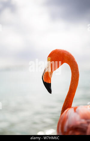 Flamingos am Flamingo Beach in Aruba, Niederländische Antillen, Flamingo am Strand Stockfoto