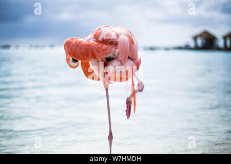 Flamingos am Flamingo Beach in Aruba, Niederländische Antillen, Flamingo am Strand Stockfoto