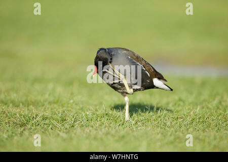 Sumpfhuhn (Gallinula chloropus) Kratzen, West Yorkshire, England, Januar Stockfoto