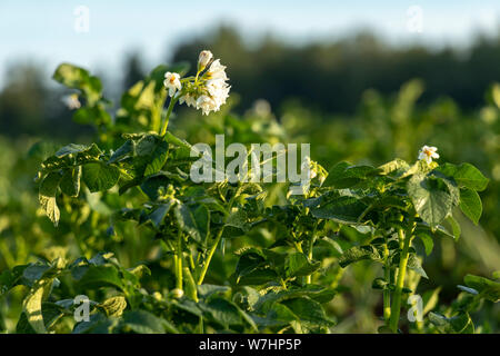 Kartoffel Feld Werk: Landwirtschaftliche Landschaft mit Gemüse Plantagen. Wachsende Bio Gemüse im Bereich Stockfoto