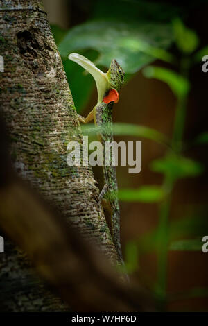 Gesperrt gleitene Eidechse - Draco taeniopterus - Draco ist eine Gattung der Drachen Eidechsen, die auch als Flying Lizards, fliegende Drachen oder Segelfliegen lizar bekannt Stockfoto