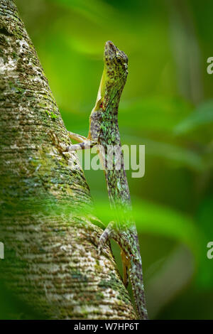 Gesperrt gleitene Eidechse - Draco taeniopterus - Draco ist eine Gattung der Drachen Eidechsen, die auch als Flying Lizards, fliegende Drachen oder Segelfliegen lizar bekannt Stockfoto