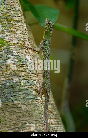 Gesperrt gleitene Eidechse - Draco taeniopterus - Draco ist eine Gattung der Drachen Eidechsen, die auch als Flying Lizards, fliegende Drachen oder Segelfliegen lizar bekannt Stockfoto