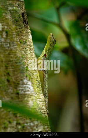 Gesperrt gleitene Eidechse - Draco taeniopterus - Draco ist eine Gattung der Drachen Eidechsen, die auch als Flying Lizards, fliegende Drachen oder Segelfliegen lizar bekannt Stockfoto