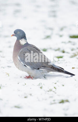 Woodpigeon (Columba palumbus) Erwachsenen, Schnee, West Yorkshire, England, Februar Stockfoto