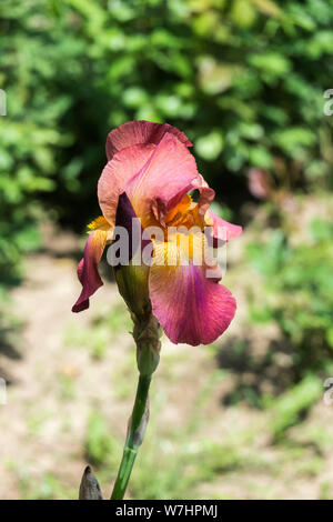 Tall Bearded Iris zwei ton Rosa (Häuptling) Stockfoto