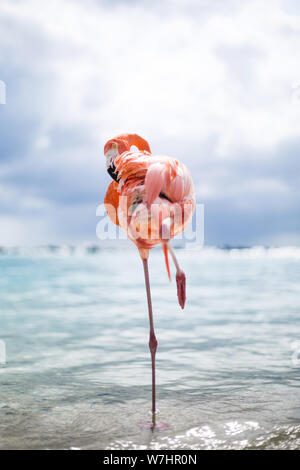 Flamingos am Flamingo Beach in Aruba, Niederländische Antillen, Flamingo am Strand Stockfoto