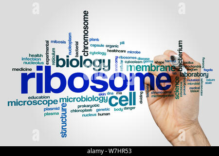 Ribosom Wort cloud Konzept Stockfoto