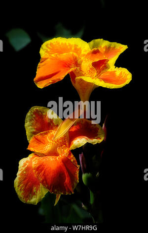 In der Nähe von Canna lily Gelb und Orange Blume Stockfoto