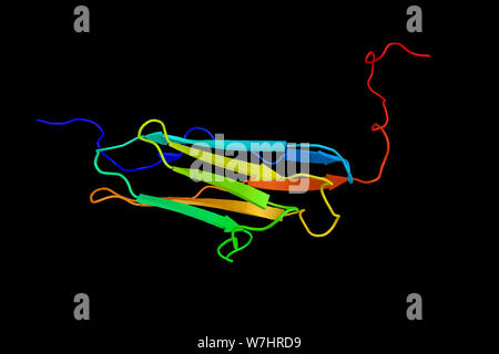 Myosin light chain kinase, glatte Muskulatur, ein Enzym, phosphoryliert Myosin regulatorischen Lichterketten myosin Interaktion mit Aktin fi zu erleichtern. Stockfoto