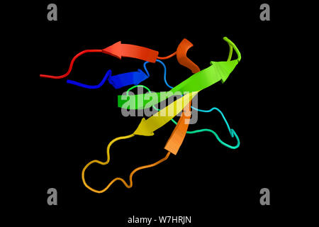 Obscurin, ein Protein in Herz- und Skelettmuskulatur ausgedrückt, und das spielt eine Rolle bei der Organisation der myofibrillen während des Sarkomers. 3d-r Stockfoto