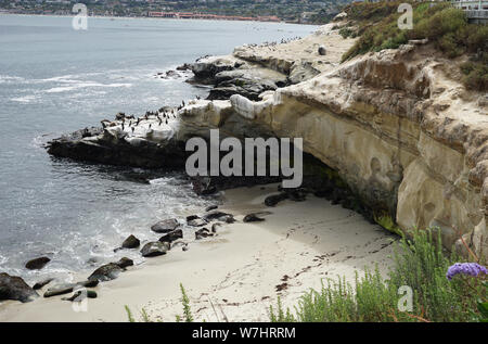 Viele Robben, Seelöwen und Vogel- und Pflanzenwelt sitzen auf den Felsen in der La Jolla Cove in Kalifornien. Stockfoto