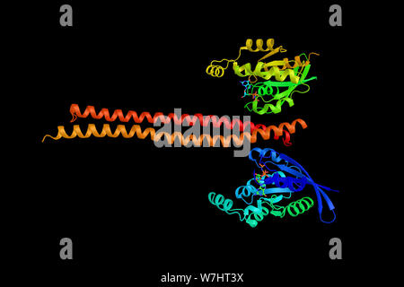 ROCK 1, ein Protein, das Serin/Threonin-kinase spielt eine Rolle bei Krebs und insbesondere Zellbewegung, Metastasierung, und der Angiogenese. 3D-Rendering. Stockfoto