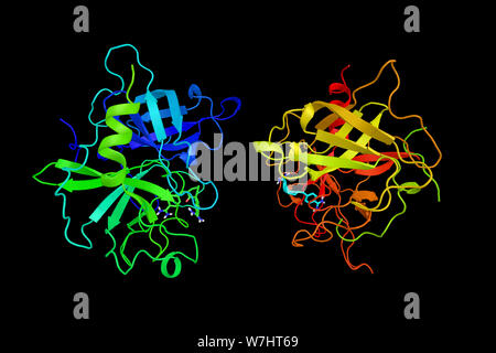 Tissue plasminogen Aktivator, ein Protein, das in der Verteilung von Blutgerinnseln beteiligt. In der klinischen Medizin thromboembolische oder thrombotischen Schlaganfall behandelt. 3d Stockfoto