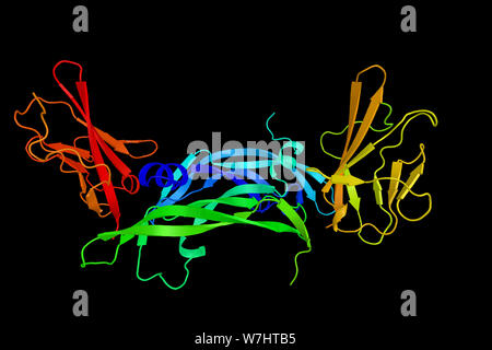 Vascular Endothelial Growth Factor Receptor 1 zeigt an, dass dieses Protein tyrosine Protein Kinase Aktivität, der wichtig ist für die Steuerung der Zelle prolife Stockfoto