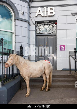 Dunmanway, Cork, Irland. 06 August, 2019. Pony gebunden ist und die Geländer der Allied Irish Bank an der Ballabuidhe Horse Fair, das jedes Jahr im August in Dunmanway, Co Cork, Irland, statt. - Gutschrift; David Creedon/Alamy leben Nachrichten Stockfoto