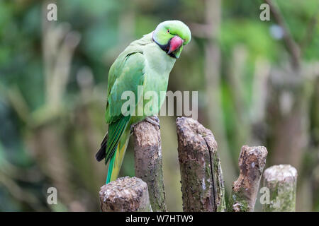 Männliche Alexandrine parakeet (Psittacula eupatria) Stockfoto