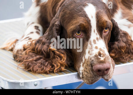 Intensives Porträt einer Leber roan English Cocker Spaniel, ein gundog Rasse. Stockfoto