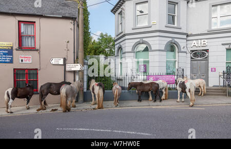 Dunmanway, Cork, Irland. 06 August, 2019. Pferde gebunden außerhalb der lokalen Bank an der Ballabuidhe Horse Fair, die jeden August in Dunmanway, Co Cork, Irland, statt. - Gutschrift; David Creedon/Alamy leben Nachrichten Stockfoto